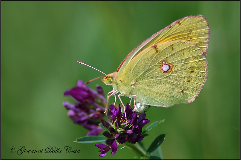 Colias crocea  ( teratologica )